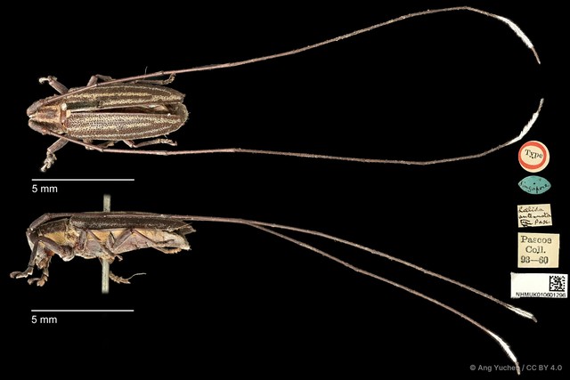 Laelida antennata•&copy; Ang Yuchen•CC BY 4.0