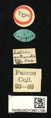 Laelida antennata•All Rights ReservedMuseum Label