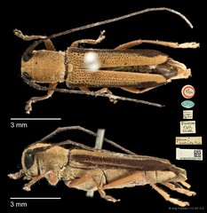 Menesia palliata•&copy; Ang Yuchen•CC BY 4.0