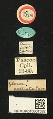Menesia palliata•All Rights ReservedMuseum Label