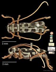 Menesia pulchella•&copy; Ang Yuchen•CC BY 4.0
