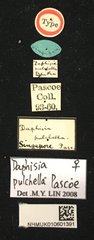 Menesia pulchella•All Rights ReservedMuseum Label