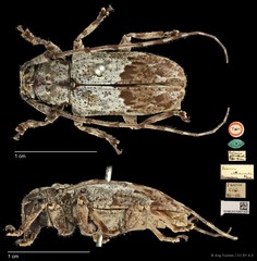 Mesosa (Saimia) albidorsalis•&copy; Ang Yuchen•CC BY 4.0