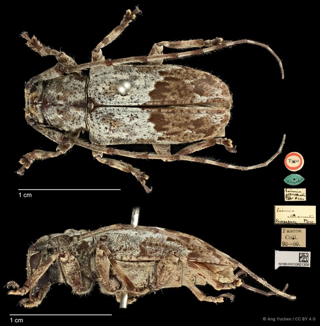 Mesosa (Saimia) albidorsalis•&copy; Ang Yuchen•CC BY 4.0