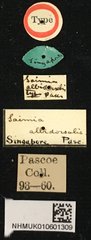 Mesosa (Saimia) albidorsalis•All Rights ReservedMuseum Label