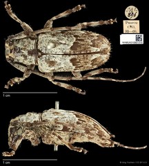Mesosa (Saimia) albidorsalis•&copy; Ang Yuchen•CC BY 4.0