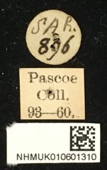 Mesosa (Saimia) albidorsalis•All Rights ReservedMuseum Label