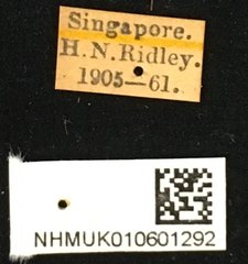Myagrus vinosus•All Rights ReservedMuseum Label