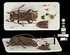 Mycerinopsis arator•&copy; Ang Yuchen•CC BY 4.0