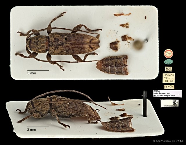 Mycerinopsis arator•&copy; Ang Yuchen•CC BY 4.0