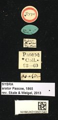 Mycerinopsis arator•All Rights ReservedMuseum Label