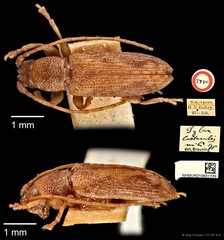Mycerinopsis lateralis•&copy; Ang Yuchen•CC BY 4.0