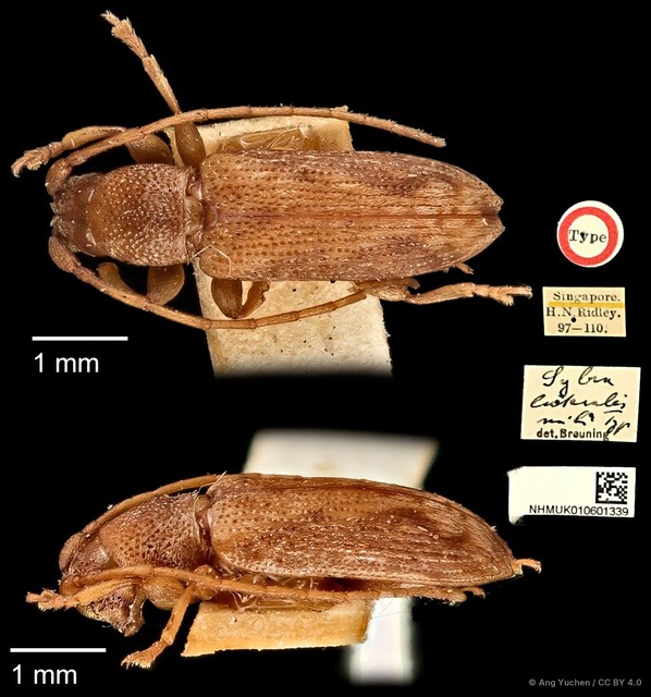 Mycerinopsis lateralis•&copy; Ang Yuchen•CC BY 4.0