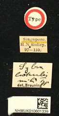 Mycerinopsis lateralis•All Rights ReservedMuseum Label