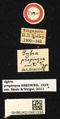 Mycerinopsis propinqua•All Rights ReservedMuseum Label