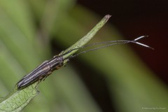 Nyctimenius varicornis•&copy; Marcus Ng Fu Chuan•All Rights Reserved