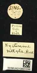 Nyctimenius varicornis•All Rights ReservedMuseum Label