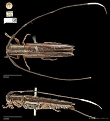 Nyctimenius varicornis•&copy; Ang Yuchen•CC BY 4.0