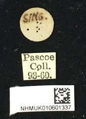 Nyctimenius varicornis•All Rights ReservedMuseum Label