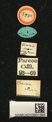 Oberea clara•All Rights ReservedMuseum Label