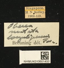 Oberea mutata•All Rights ReservedMuseum Label