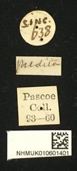 Oberea praedita•All Rights ReservedMuseum Label