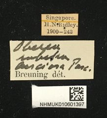 Oberea rubetra•All Rights ReservedMuseum Label