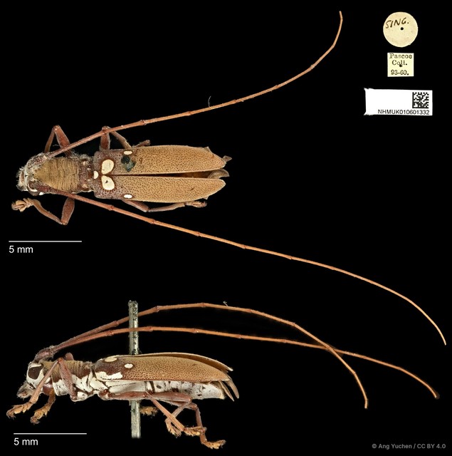 Olenecamptus bilobus•&copy; Ang Yuchen•CC BY 4.0