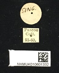 Olenecamptus bilobus•All Rights ReservedMuseum Label