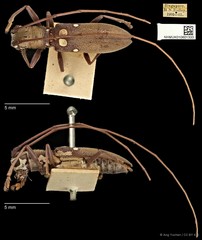 Olenecamptus bilobus•&copy; Ang Yuchen•CC BY 4.0