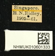 Olenecamptus bilobus•All Rights ReservedMuseum Label