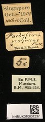 Pachyteria virescens•All Rights ReservedMuseum Label