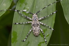 Palimna annulata (Olivier, 1792)
