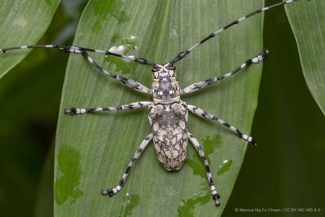 Palimna annulata•&copy; Marcus Ng Fu Chuan•CC BY-NC-ND 4.0