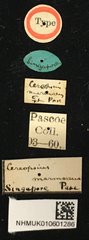 Paracyriothasastes marmoreus•All Rights ReservedMuseum Label
