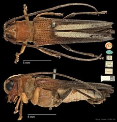 Paradystus notator•&copy; Ang Yuchen•CC BY 4.0