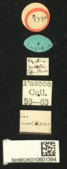 Paradystus notator•All Rights ReservedMuseum Label