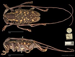 Peribasis helenor•&copy; Ang Yuchen•CC BY 4.0