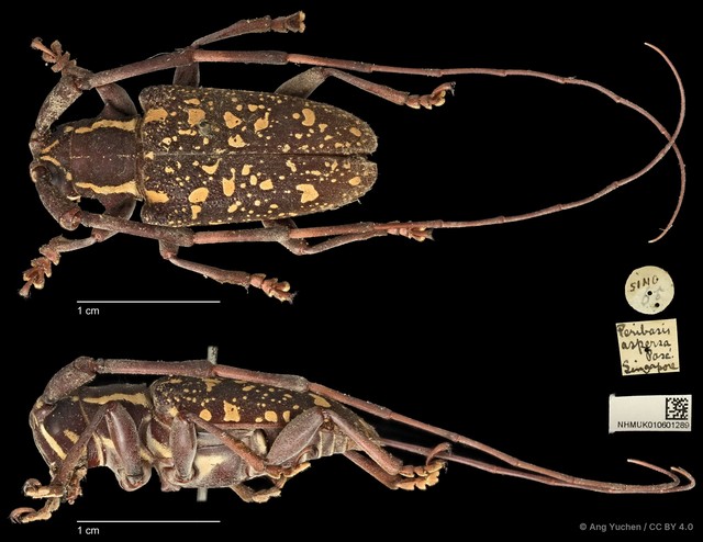 Peribasis helenor•&copy; Ang Yuchen•CC BY 4.0