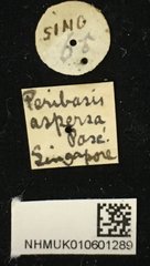 Peribasis helenor•All Rights ReservedMuseum Label