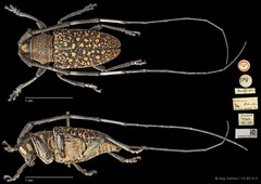 Peribasis pubicollis•&copy; Ang Yuchen•CC BY 4.0