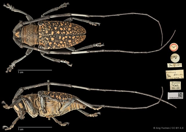 Peribasis pubicollis•&copy; Ang Yuchen•CC BY 4.0