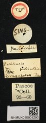 Peribasis pubicollis•All Rights ReservedMuseum Label