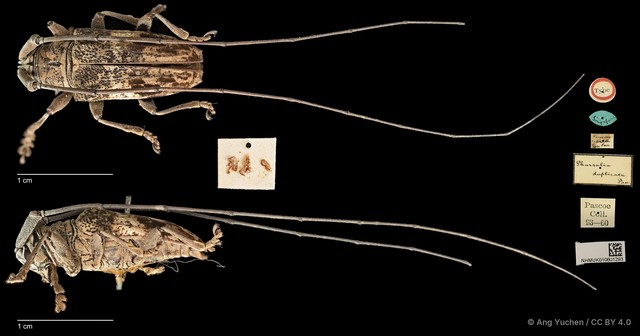 Pharsalia (Pharsalia) duplicata•&copy; Ang Yuchen•CC BY 4.0