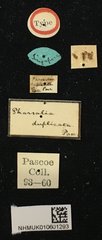 Pharsalia (Pharsalia) duplicata•All Rights ReservedMuseum Label