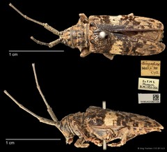 Pharsalia (Pharsalia) pulchra•&copy; Ang Yuchen•CC BY 4.0