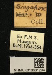 Pharsalia (Pharsalia) pulchra•All Rights ReservedMuseum Label