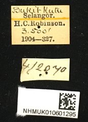 Pharsalia (Pharsalia) pulchra•All Rights ReservedMuseum Label