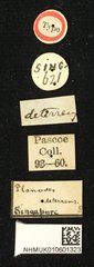 Planodes deterrens•All Rights ReservedMuseum Label