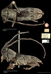 Planodes johorensis•&copy; Ang Yuchen•CC BY 4.0
